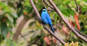 Verditer Flycatcher