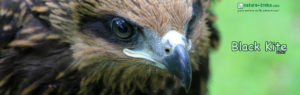 Godawari Phulchauki Birds