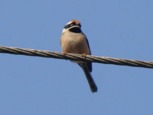 Beautiful bird