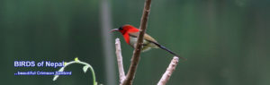 Sunbird