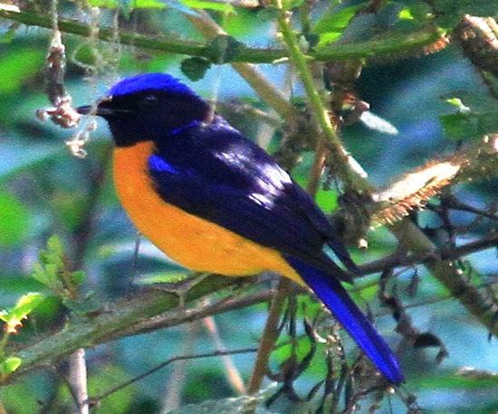 BirdsofNepal