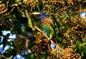 Himalayan Birds