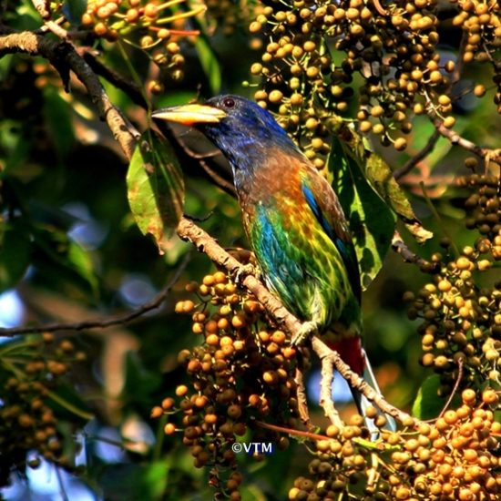 Himalayan Birds