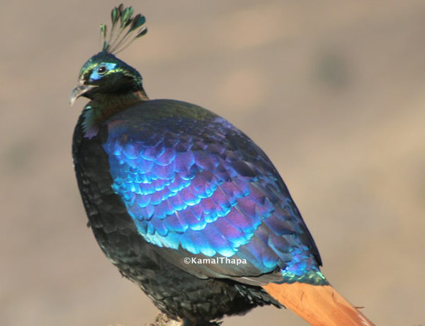 Himalayan Birds