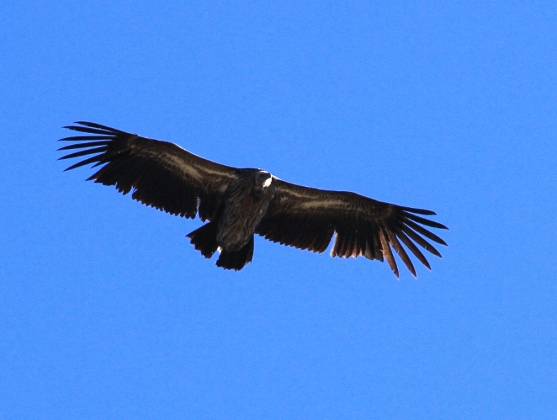 BIRDS of NEPAL - Nature-Treks.com :: Pure Nature with Adventures.