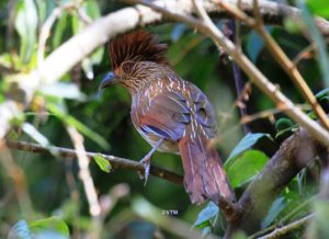 Himalayan Birds