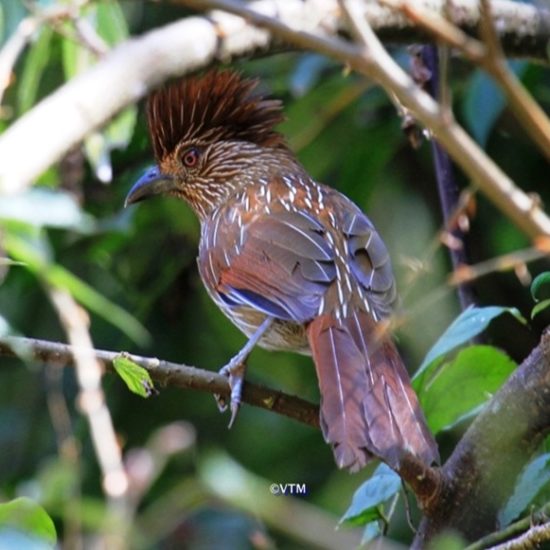 Himalayan Birds