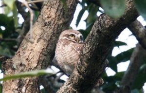 Amazing owlet