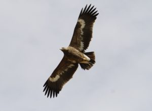 Himalayan Birds