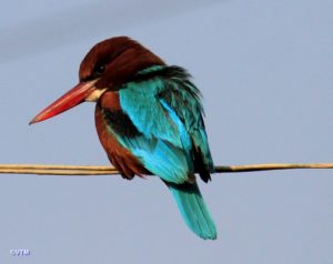 Birds of Nepal