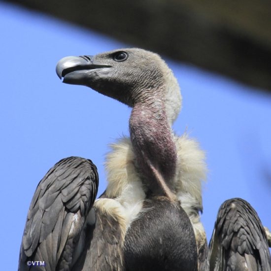 Annapurna BIRDS - Nature-Treks.com :: Pure Nature in Adventures