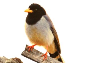 Himalayan Birds