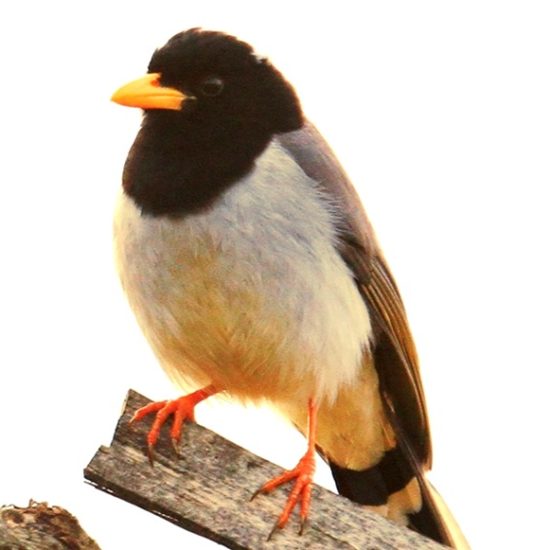 Himalayan Birds