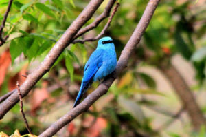Langtang birding