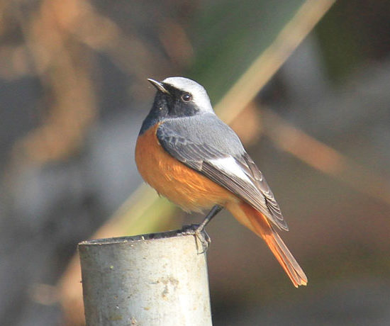 Birds of Nepal