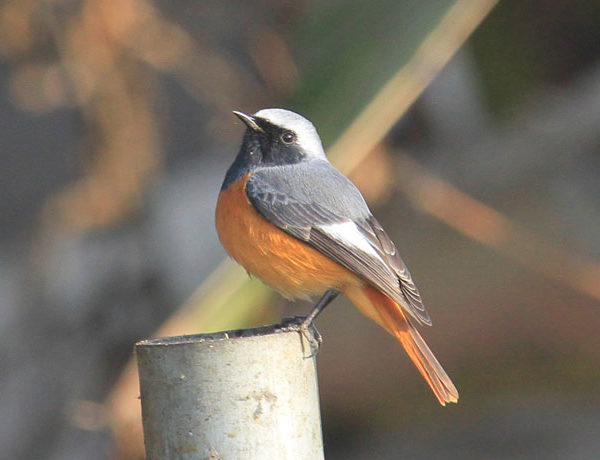 Birds of Nepal