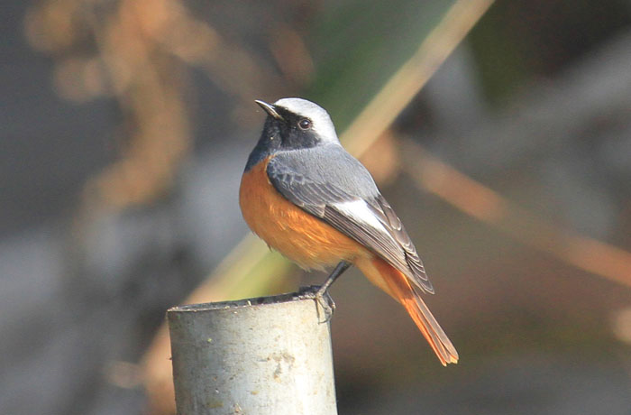 Birds of Nepal