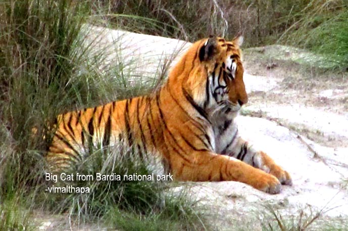 Tiger of Nepal