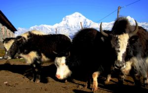 Annapurna Dhaulagiri Ecotrail