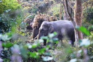 Nepal Wildlife Tours
