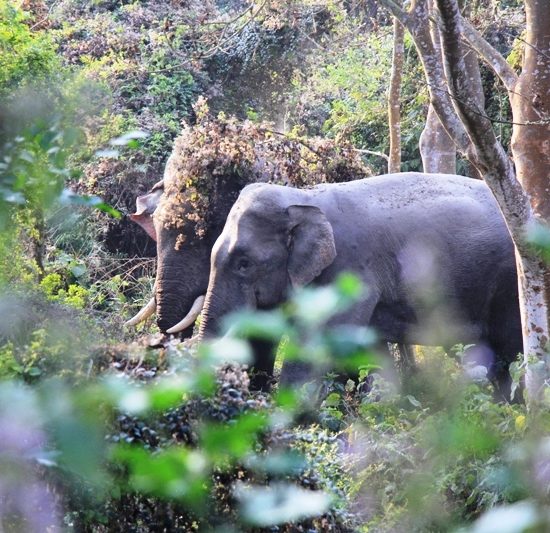 Nepal Wildlife Tours