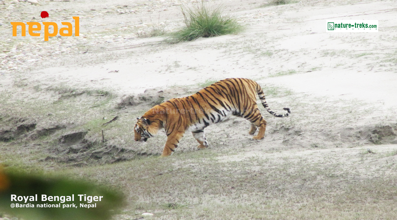 Nepal Wildlife Tours