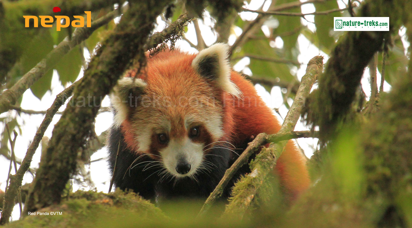 Red Panda Tour