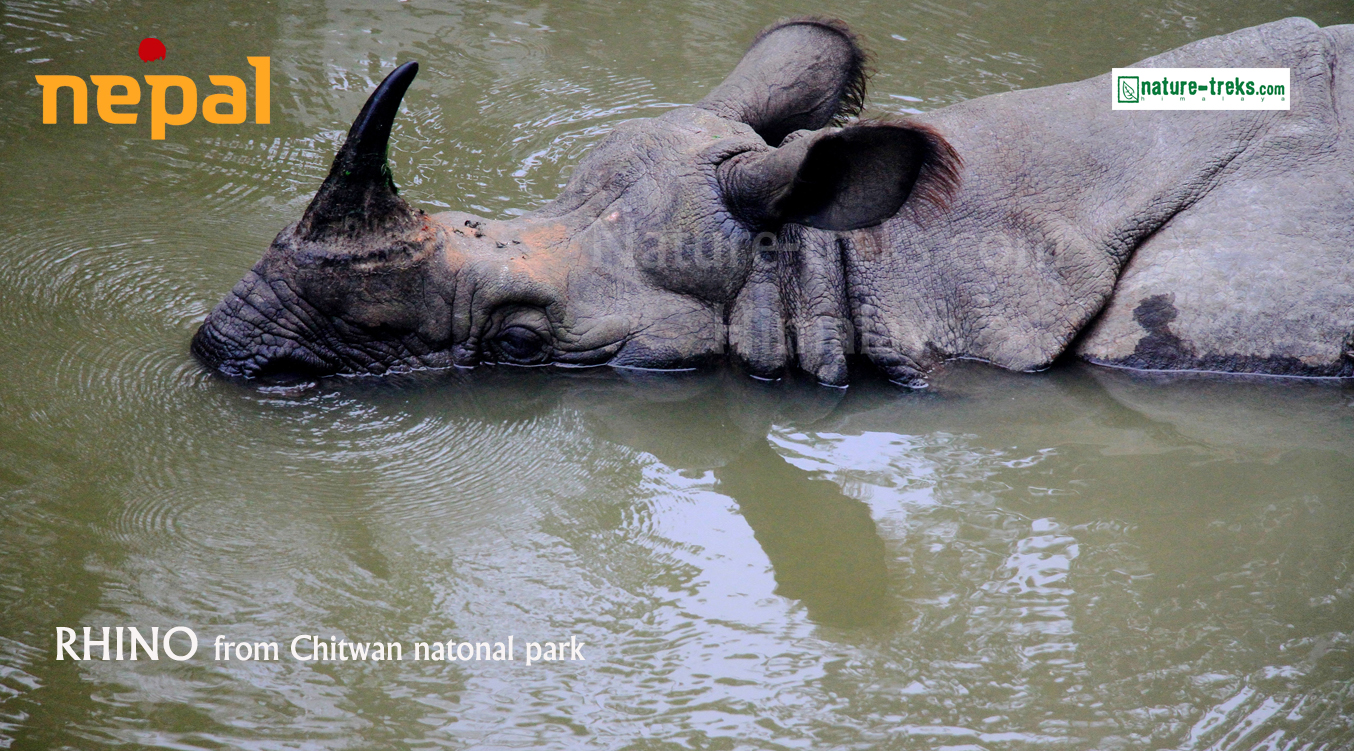 Rhino of Nepal