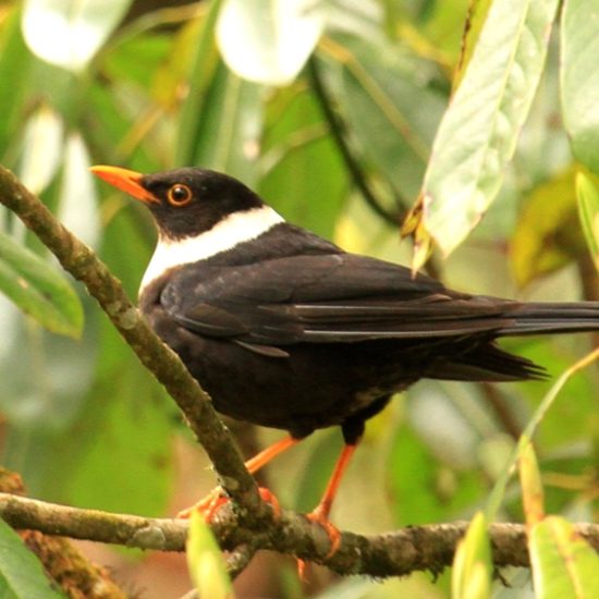 Himalayan Birds