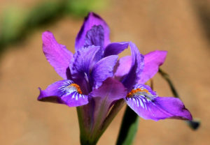 Phoksundo and Iris flower