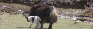 Nak and baby