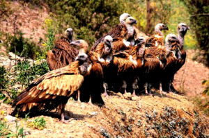Birds of nepal