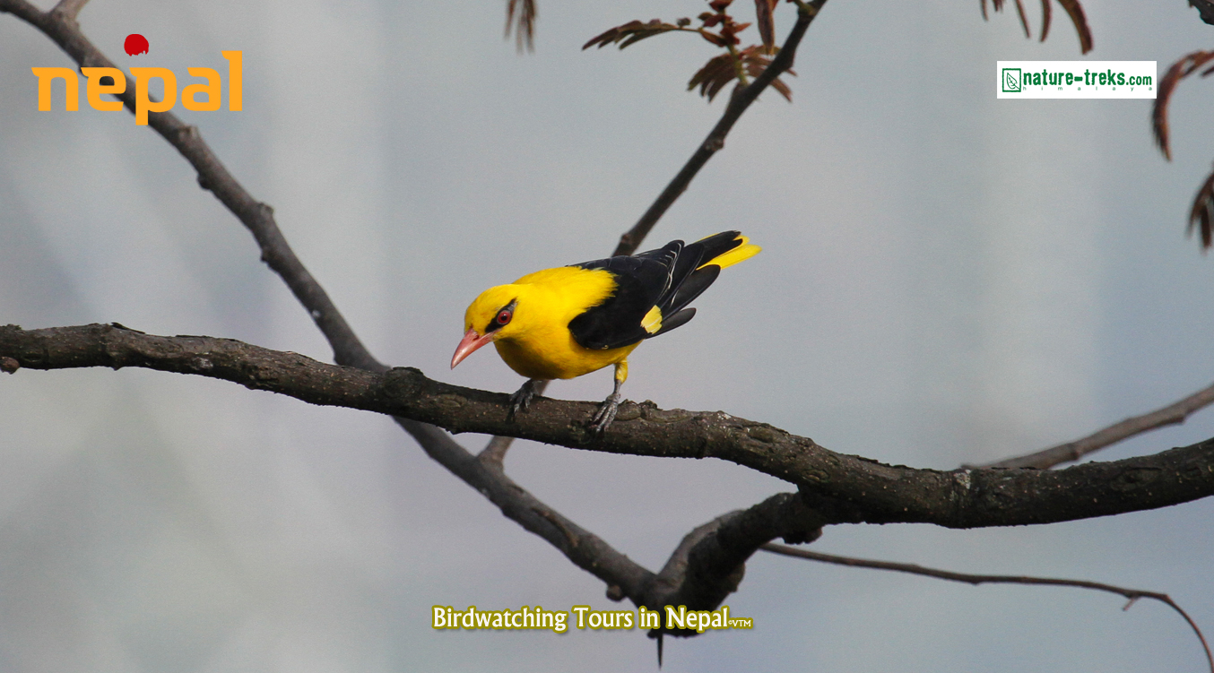 Birds of Nepal