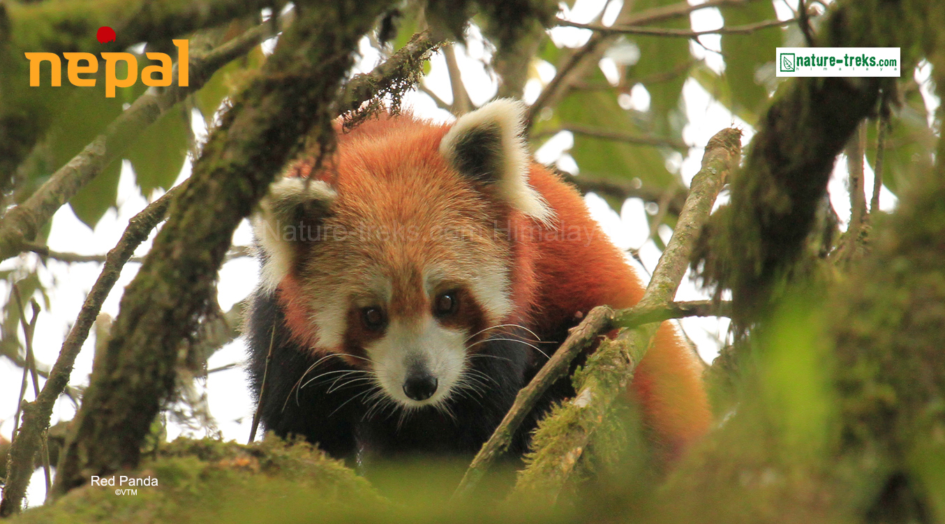 Red Panda of Nepal