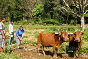 Chepang Hill trek