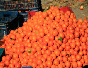 Nepal Maithan Orange