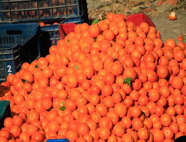 Nepal Maithan Orange