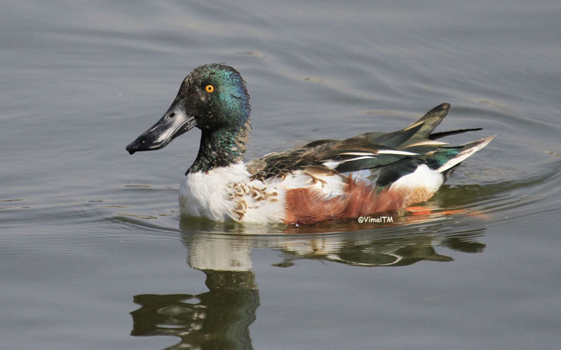 Wetland Birds