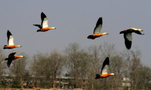 Ruddy Shelduck