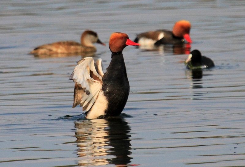 Wetland Birds