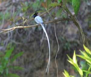 Urban Birds of Nepal