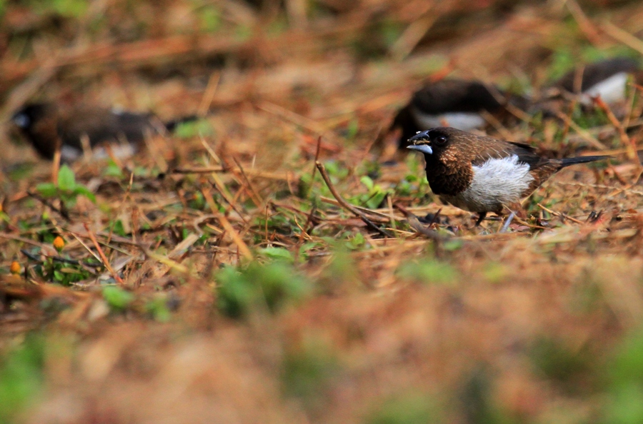 Urban Birds of Nepal