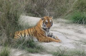 Bardia Tiger