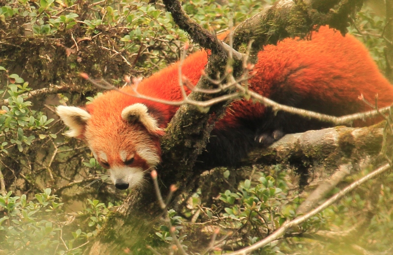 Red Panda