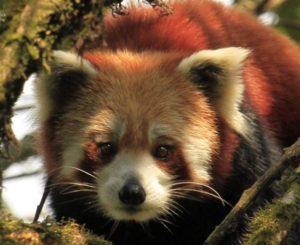 Red Panda Tour