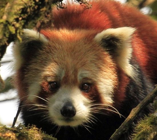 Red Panda Tour