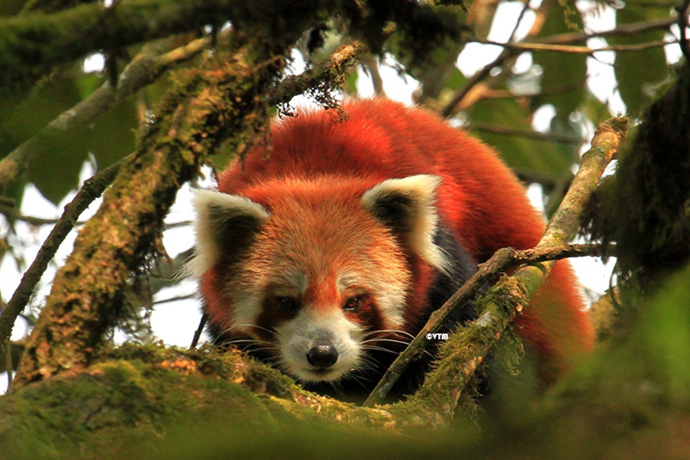 Red Panda Tour