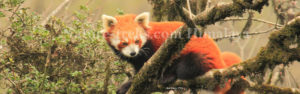 Red Panda trail