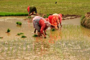 Rice plantation
