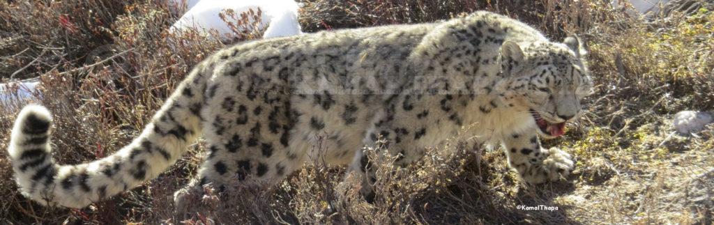 Snow Leopard of Nepal - Nature-Treks.com :: Pure Nature in Adventures